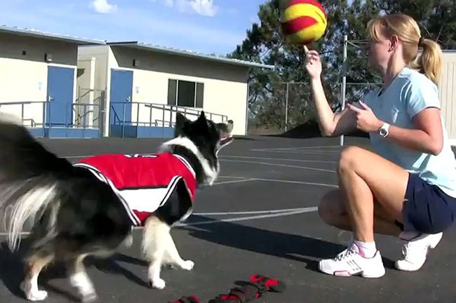 dog basketball